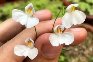 Utricularia: Utricularia nephrophylla - Tropical Bladderwort