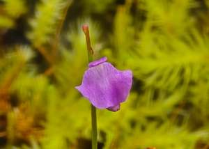 Utricularia: Utricularia lateriflora - Terrestrial Bladderwort
