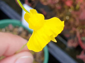 Utricularia: Utricularia praelonga - Terrestrial Bladderwort
