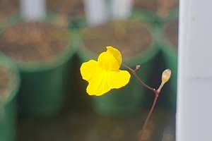 Utricularia: Utricularia subulata - Terrestrial Zigzag Bladderwort
