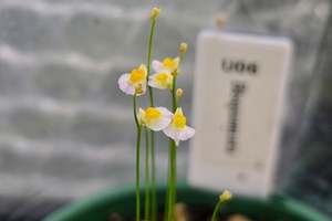 Utricularia: Utricularia bisqumata - Terrestrial Bladderwort