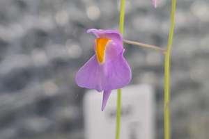 Utricularia: Utricularia longifolia 'Bonsai Form' (Pedro do Rio, Rio de Janeiro, Brazil) - Tropical Long-Leafed Bladderwort