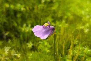 Utricularia: Utricularia dichotoma (Esperance, Western Australia) - Terrestrial Fairy Aprons Bladderwort