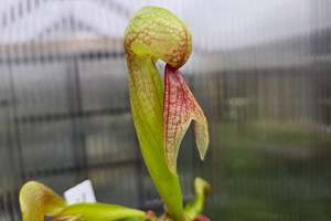 Intermediate Plants: Darlingtonia californica - Cobra Lilies