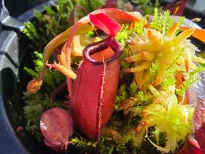 Intermediate Plants: Nepenthes 'Dark Secret' - Lowland Tropical Pitcher Plant