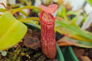 Intermediate Plants: Nepenthes andamana - Lowland Tropical Pitcher Plant