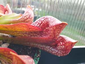 Sarracenia: SEED - Sarracenia psittacina var. okefenokeensis (Covington County, Alabama, USA) - Parrot Pitcher Plant - 10+ Per Packet