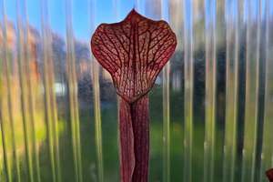 SEED - Sarracenia rubra ssp. rubra (Brunswick, Glynn County, Georgia, USA) - Swe&hellip;