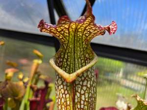 SEED - Sarracenia leucophylla x flava var. flava - American Pitcher Plant - 15+ Per Packet