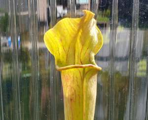 SEED - Sarracenia alata var. alata 'Giant Wide Hood Form' (Stone Count&hellip;