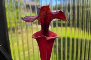 Sarracenia: SEED - Sarracenia flava var. atropurpurea - American Pitcher Plant - 10+ Per Packet