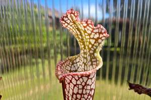 SEED - Sarracenia leucophylla var. leucophylla (Baldwin County, Alabama, USA) - &hellip;