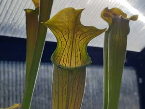 Sarracenia: Sarracenia alata var. alata 'Giant Green Pubescent Form' (Loc Whites Crossing, Stone County, Mississippi, USA) - American Pitcher Plant