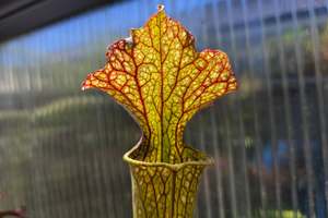 Sarracenia 'Moorei' - cv. 'Ngaire Gray' - Moore's Ameri&hellip;