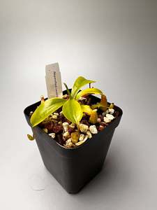 Nepenthes ventricosa