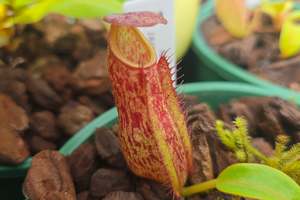Nepenthes: Nepenthes alata - Red Speckled Form (Banquet, Luzon, Philippines) - Intermediate Tropical Pitcher Plant
