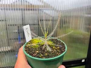 Other Carnivorous: Byblis liniflora - Rainbow Plant