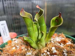 Other Carnivorous: Heliamphora heterodoxa x minor - Sun Pitcher
