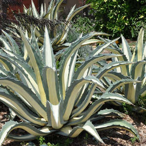 Agave Americana var. Mediopicta Alba | White-Striped Century Plant