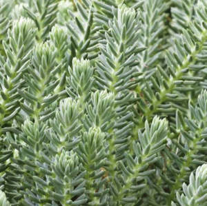 Sedum Reflexum | Blue Spruce Stonecrop