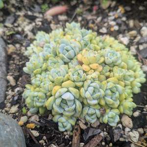 Sedum Clavatum | Tiscalatengo Gorge Sedum