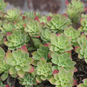 Sedum: Sedum Palmeri | Palmer's Sedum