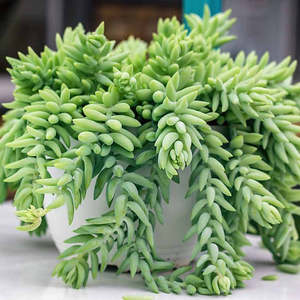 Sedum: Sedum Morganianum | Donkey's Tail