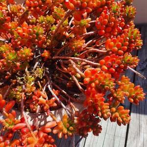 Sedum Rubrotinctum | Red Jelly Bean