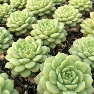 Spring Favourites: Echeveria Cris