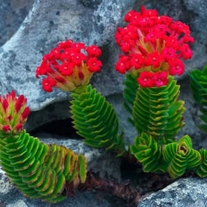 Spring Favourites: Crassula Coccinea | Red Crassula