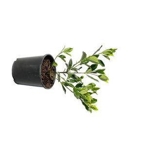 Shrubs: Gardenia 'Veitchii' 2ltr