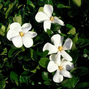 Shrubs: Gardenia 'Fragrant Star' 1ltr