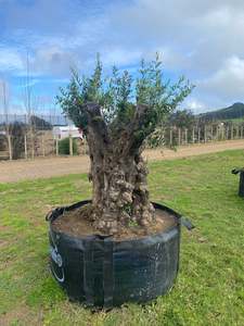 Trees: Big, Old Olive Tree 'XXL Stump' 2000ltr