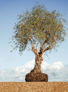 Big, Old Olive Tree 'XL' 1000ltr