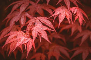 Trees: Acer palmatum 'Red Emperor' 30ltr
