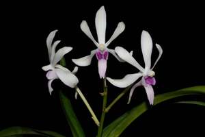 Vanda falcata x Vanda luzonica