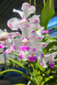 Vanda luzonica