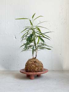 Ned Collections: Nome Stand