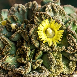 Titanopsis: Titanopsis calcarea | Concrete Leaf