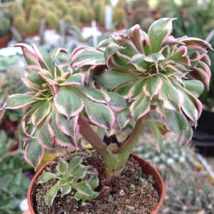 Aeonium Sunburst Cristata