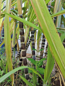 Other Edibles: Black Purple Sugar Cane Seedling 50cm tall