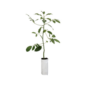Other Edibles: Avocado 'Fuerte'