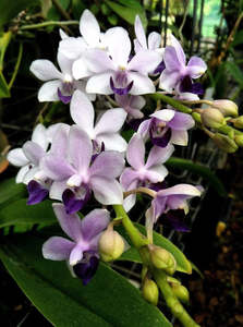 Phaelanopsis: Phalaenopsis Tzu Chiang Sapphire 'Sikibu'