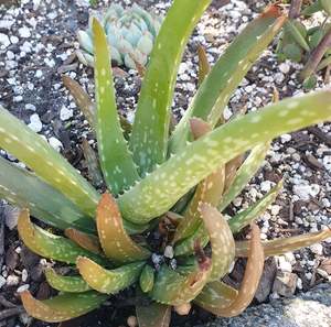 Succular: Aloe Vera | Aloe Barbadensis Miller