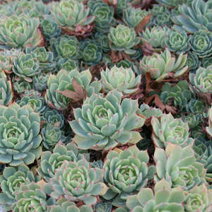 Succular: Echeveria Secunda | Hen and Chicks