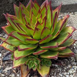 Succular: Echeveria Agavoides Lipstick