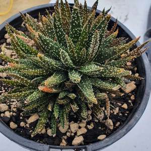 Succular: Aloe Twilight Zone