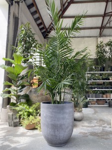 Palms: Chamaedorea hooperiana