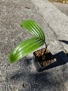 Palms: Areca Catechu (Dwarf Betel Nut Palm)
