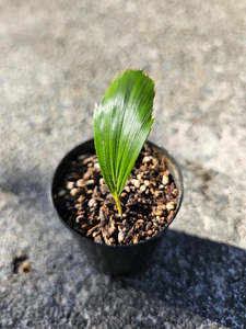 Palms: Arenga Hookeriana (broad leaf variation)